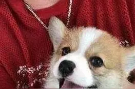 柯基犬一般寿命有多长？有这六个特征的它，已经算老狗了！图片