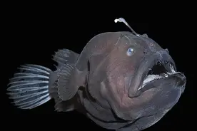 被颜值耽误的鮟鱇鱼图片