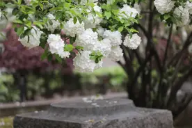 又是花开花落时，在古诗词里静赏花开花落，坐看云卷云舒图片