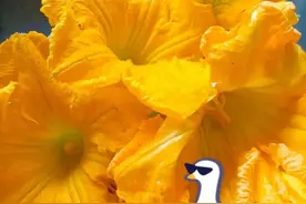 南瓜花很好吃，但有的地方不能吃，那是一定要注意的图片