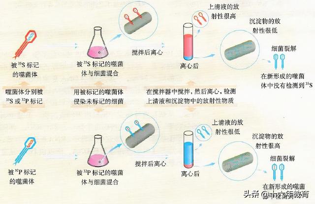 高中生物重要生化知识图解记忆（建议收藏）