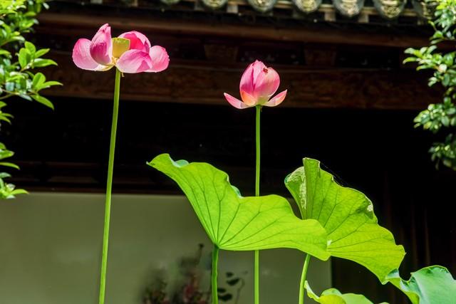 人生,别去细想,心简单,人才会快乐