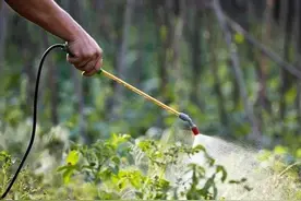 生长调节剂也可杀虫？杀虫剂中的“异类”，名字很特别（一）图片