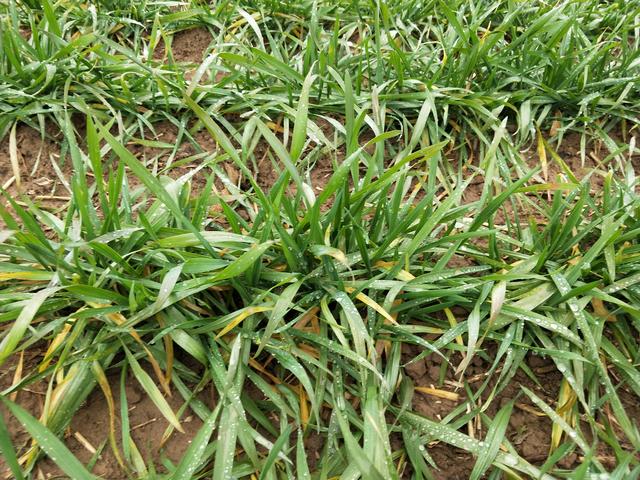 小麦冻害减产严重，喷施防冻剂有用吗？农户别再用错了