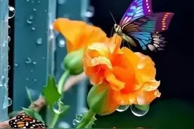 今夜，雨落心头，凉风敲窗，愿你不惊不惧，梦里安好图片