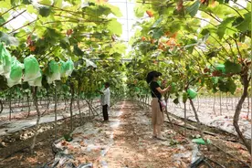 一串葡萄的甜蜜之旅（上）：出国记图片