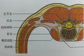 肋间神经痛图片