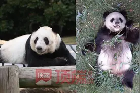 旅美大熊猫“乐乐”离世，知情人：已有专家赴美照看“丫丫”图片