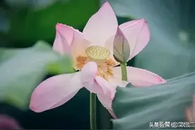 准儿媳妇说，彩礼我说了算，我爱给谁就给谁，儿子说，我不结婚了图片