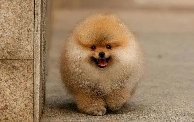 小型狐狸犬图片大全图片,6种串的最多的小型犬,购买时多个心眼,不然