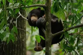 谁说野兽无情义？小熊冒死三拦挖参人，引诱人们救母亲｜传奇图片