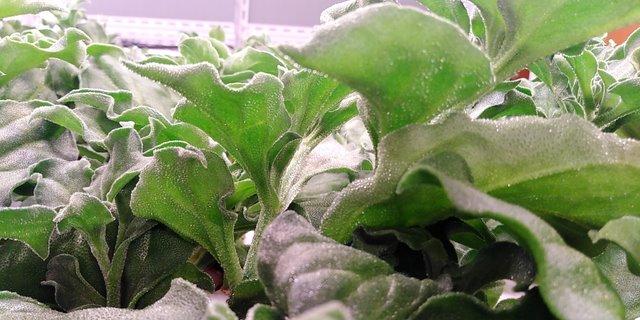 冰菜生物学特性及气雾培生产技术