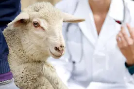羊病的防疫及常见疫苗的使用探究图片
