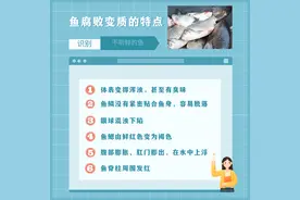 超市里死了的鱼能不能买呢？图片