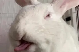 原来兔子🐰是杂食动物，一直以为它是植食动物呢。图片