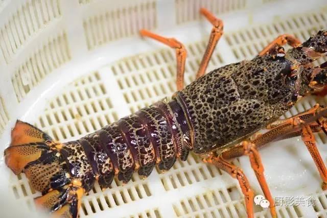 40头的花胶是几级 2025年花胶40头是什么意思?