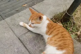 还第一次见到小猫热起来和小狗一样吐舌头图片