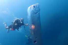 罕见！​我国台湾现2米怪鱼，是台风杜苏芮预兆？分析：无关但警惕图片