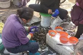 都是牡蛎，海蛎子和生蚝有何区别？弄懂再买不吃亏图片