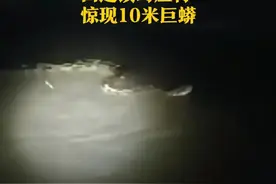 身长超过10米，重达56公斤！河南周口发现近几十年最大蟒蛇图片