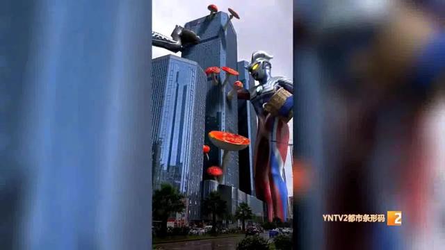 奥特曼“现身昆明街头”捡菌