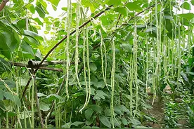 “一伏萝卜二伏菜”！7月份8种蔬菜可种植，易成活，产量高吃不完图片