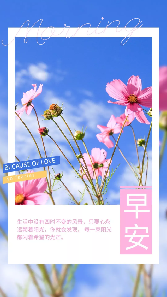 27」早安心语,正能量经典语录句子,恬淡的早上好图片