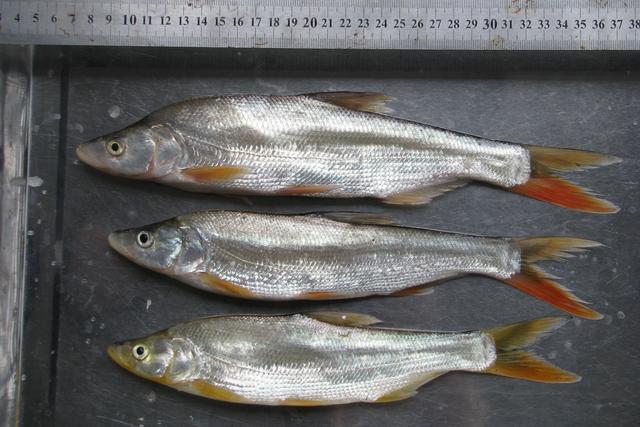 榛戦緳姹熼奔绫讳箣鈥滀笁鍗佷簩鏉傞奔鈥濆浘璋? onerror=