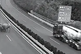 调皮！云南野象组团“逛高速”，当地警方开启“护送”模式图片