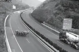 调皮！云南野象组团“逛高速”，当地警方开启“护送”模式图片