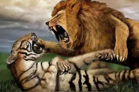 谁是万兽之王？76年前英国人做实验测试，狮子真能碾压老虎？图片