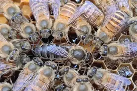 长期失王的蜂群怎么办？3个方法教你轻松解决图片