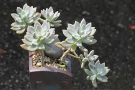 即使40度大太阳暴晒，这8款多肉也表现很棒，度夏无压力！图片