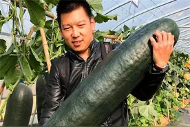 种的冬瓜结得少？老农教你6个“小妙招”，冬瓜结得多、个头大图片