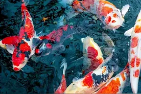 分享|养热带鱼太费电？试试养这几种冷水鱼，好看又好养图片