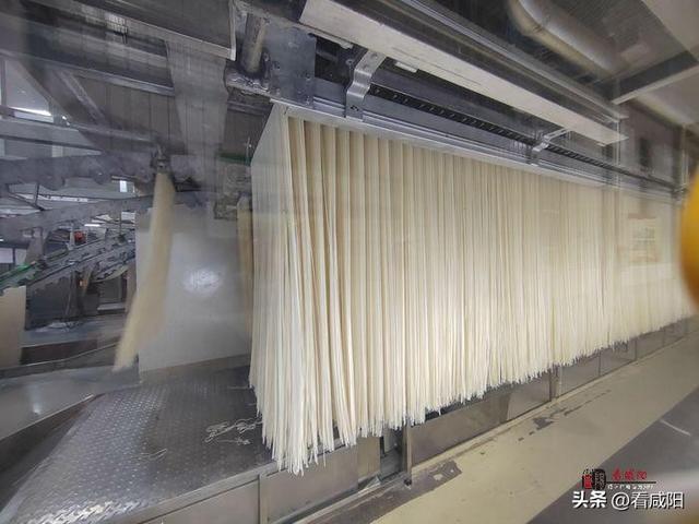 走进武功县金沙河超大型粮食综合加工基地|金沙河：小麦粒大能量 “变形”变出高质量
