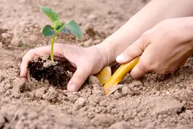 菜苗移栽后，叶片萎蔫缓苗慢？别急，分享5个小窍门，好学更好用图片