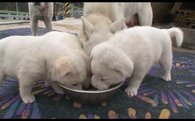 狗狗欠下风流债,老婆带孩子上门霸占窝,亲子鉴定结果好气又好笑