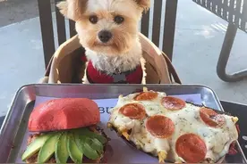 狗狗饮食清单，新手养狗必备图片