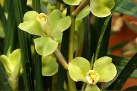 “春剑十大名兰”评选出炉图片