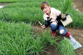 韭菜长不好，用这水浇一浇，韭菜长不停，叶片油绿长势旺图片
