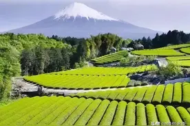 惊！日本农民年收入49万元，是中国农民的25倍，是怎样做到的？图片