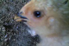 小鸡流眼泪是什么病用什么药？鸡流眼泪用什么药最好？答案在这！图片