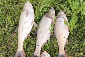 伏天钓鲢鳙，这款饵料堪称一绝！豆渣学会这样加工，成本低来鱼快图片