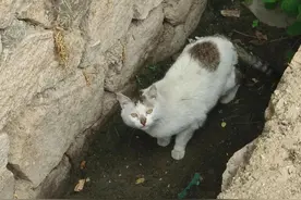 詹姆斯王二，猫咪中的一个悲剧故事图片