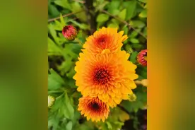 菊花的特点、养殖技巧、注意事项图片
