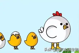 阿莫西林养鸡六大经典搭配图片