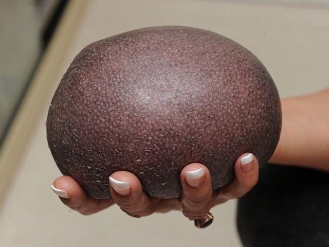 33张令人毛骨悚然的生物照：诡异山羊如人一般站立，眼神深邃