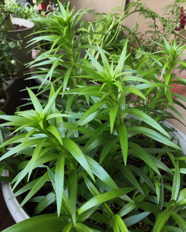 百合花开花后别扔掉，这样处理一下，花朵又大又惊艳，年年开花