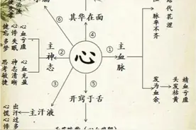 中医五脏你了解了吗图片